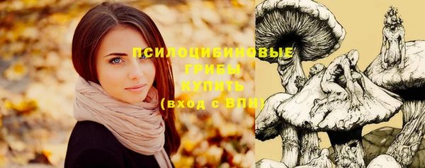 прущие грибы Бородино
